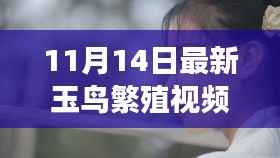探寻最新玉鸟繁殖视频背后的故事与意义，玉鸟新语揭秘繁殖之旅（11月最新）