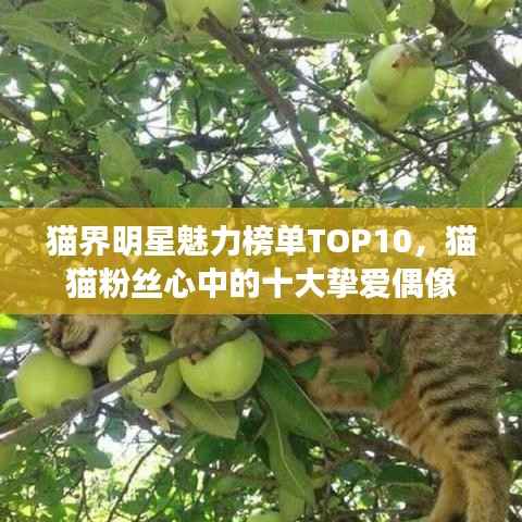 buyierfei 第8页